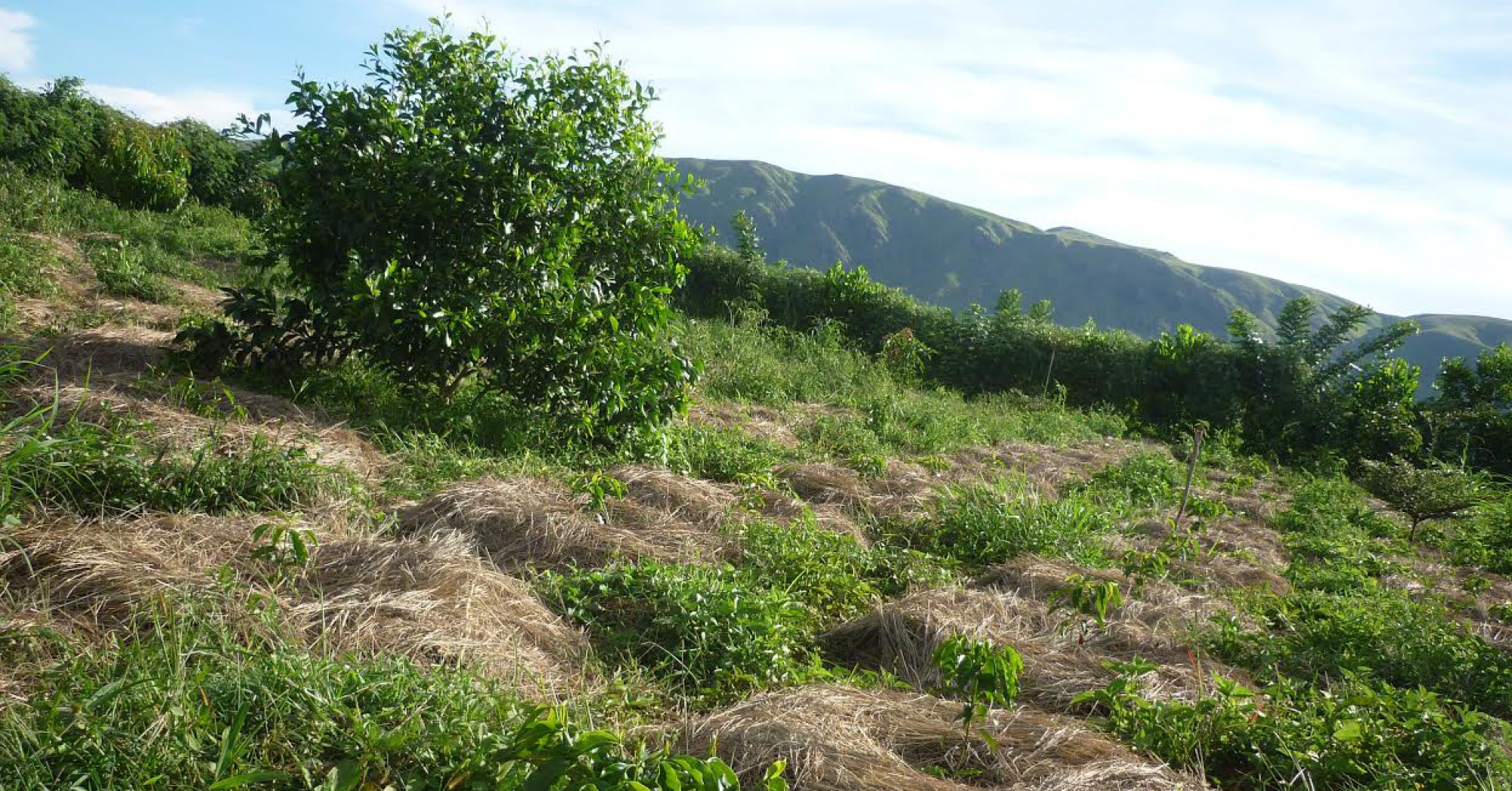 Zebu Coffee Estate – Exclusive Arabica Coffee from Madagascar